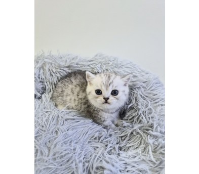 먼치킨 분양합니다!